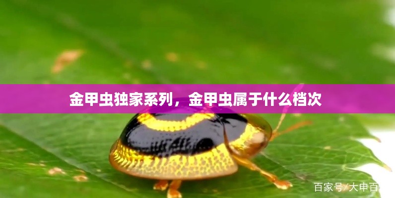zhangguanlidai 第6页