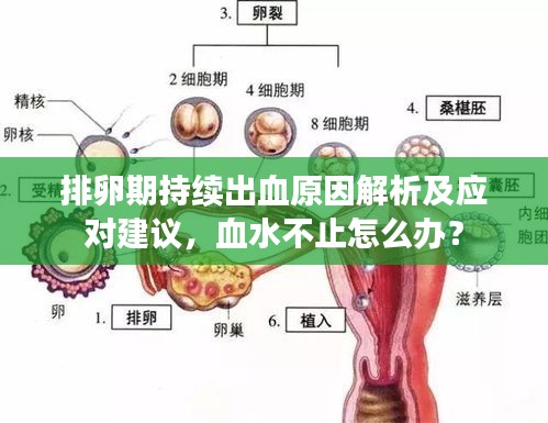 dongzhangxiwang 第3页