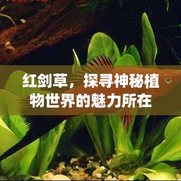 yarenqingzhi